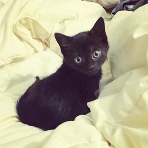 Meet your Posher, Addison